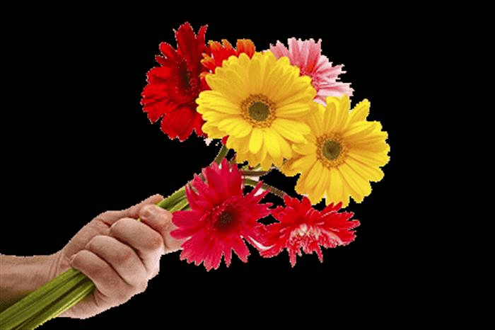 گل ارکیده