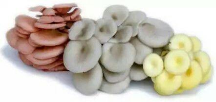 قارچ صدفی و دارویی سنا