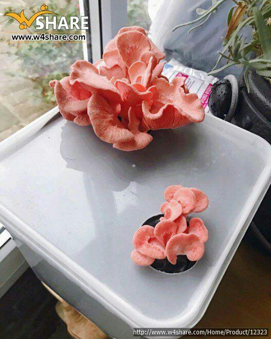 قارچ صدفی  قهوه ایی یا  خرمایی