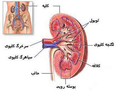 دکتر سوسن جعفری | متخصص کلیه و مجاری ادراری