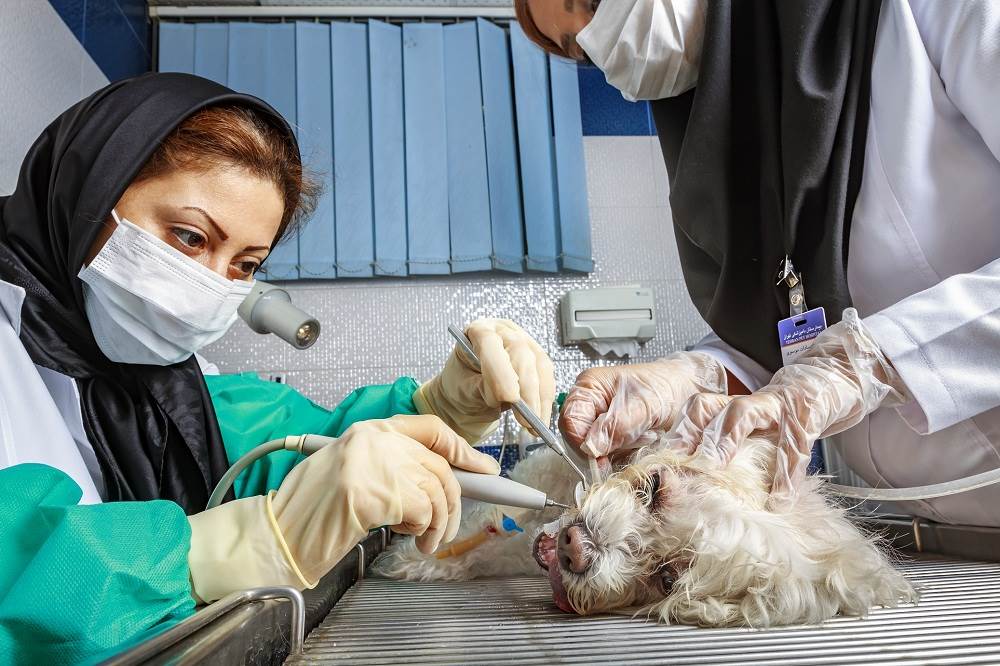 اداره کل دامپزشکی استان آذربایجان غربی