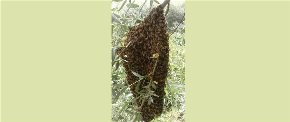 عسل طبیعی کردستان کوردهانی Kurd Honey
