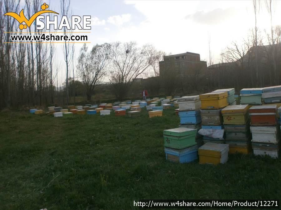 عسل طبیعی کردهانی
