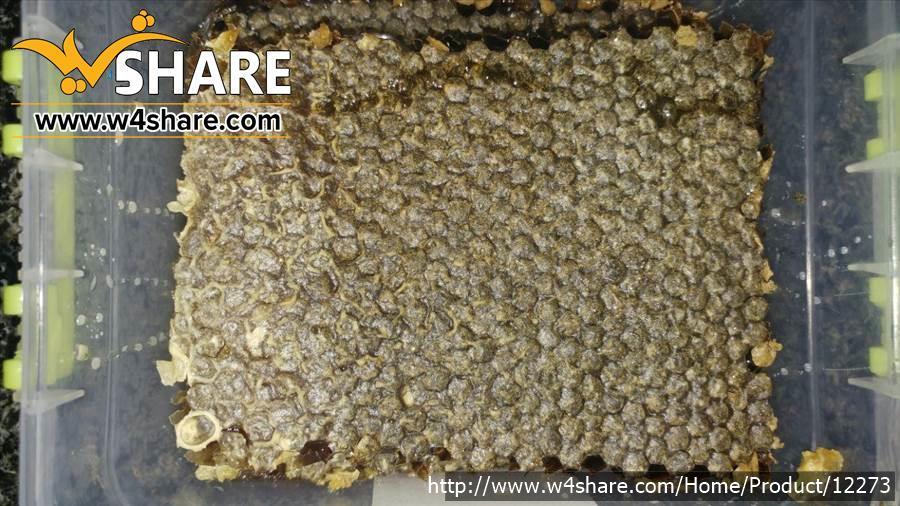 عسل طبیعی درمانی کردهانی