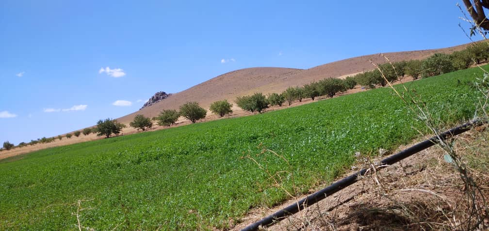 باغ بادام دیمی حاجی