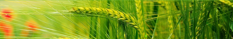 شرکت یاشیل اینجی آذربایجان