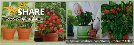 پک شماره 2 باغ فدک